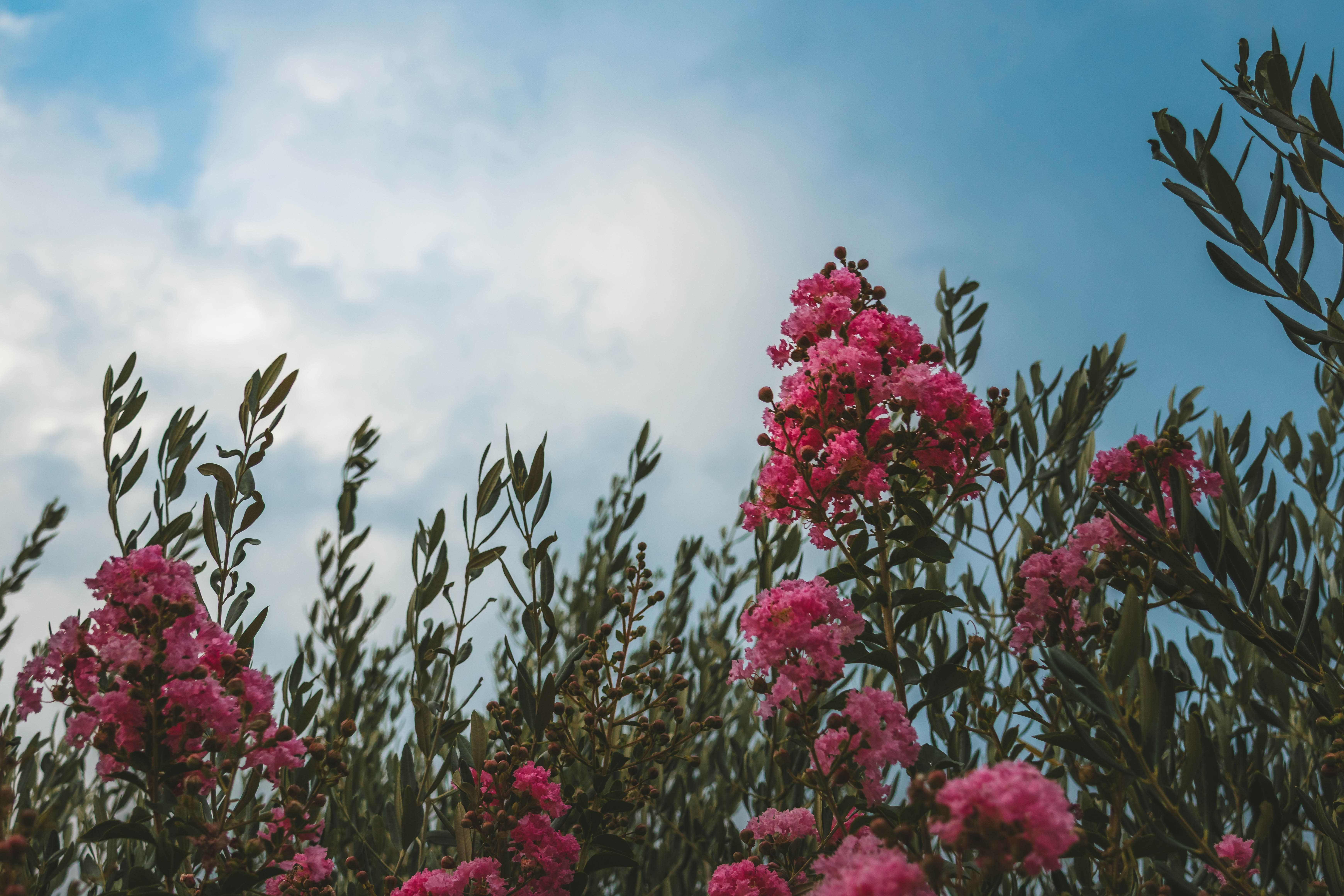 Photo nature