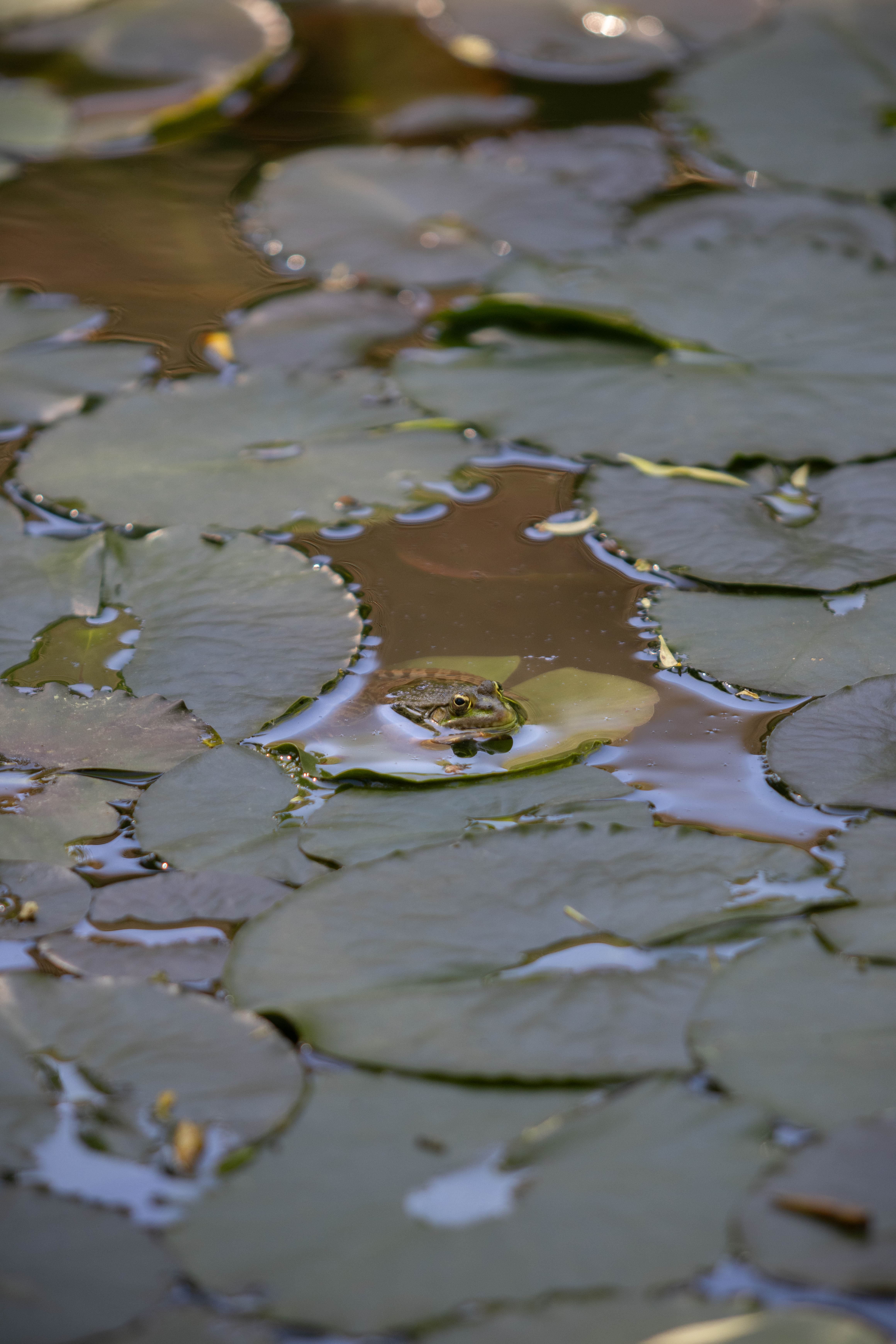 Photo nature