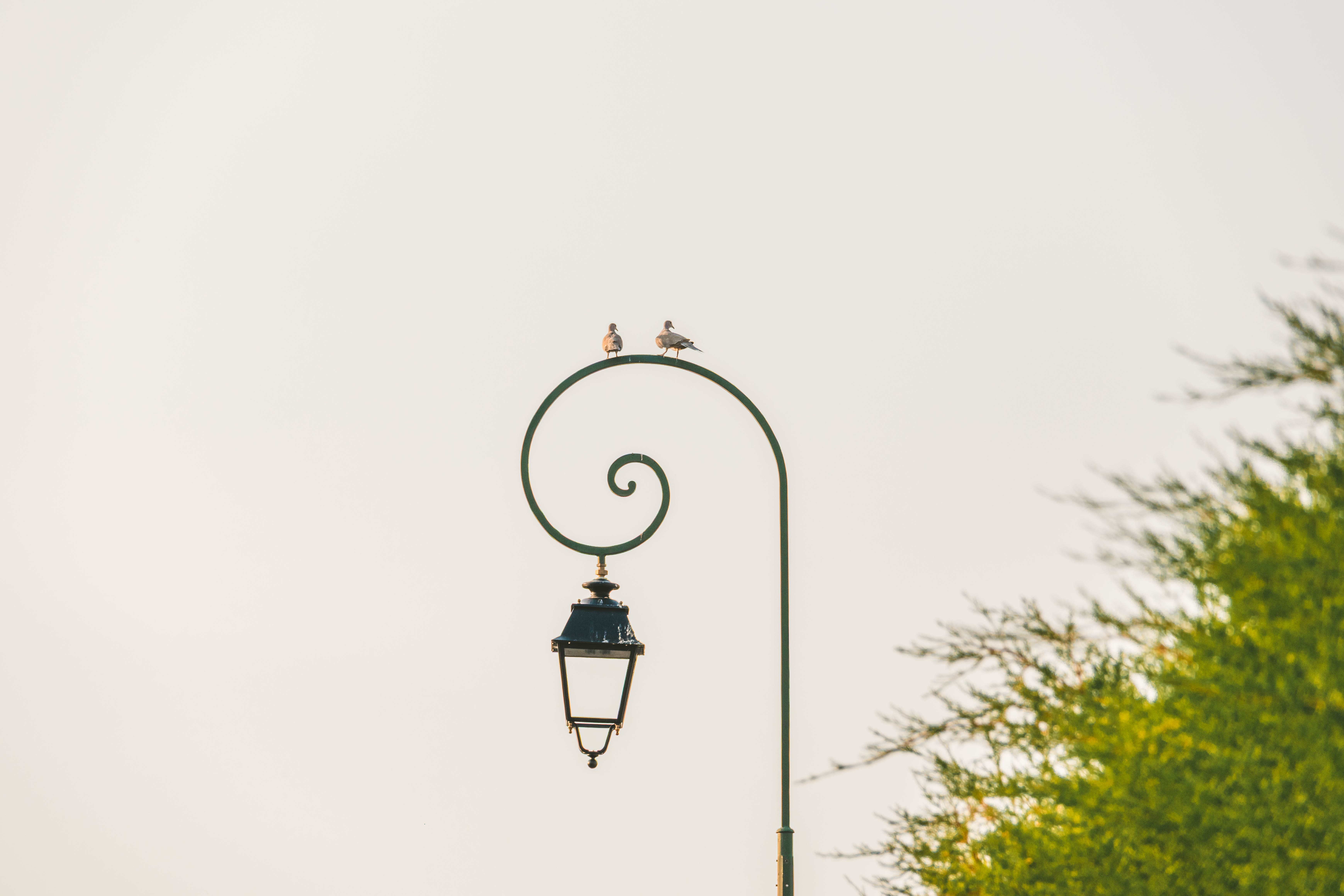 Photo nature